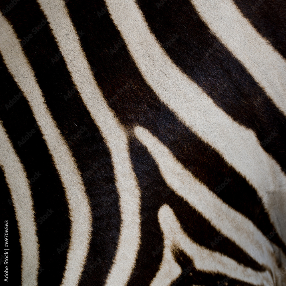 zebra skin zebra skin