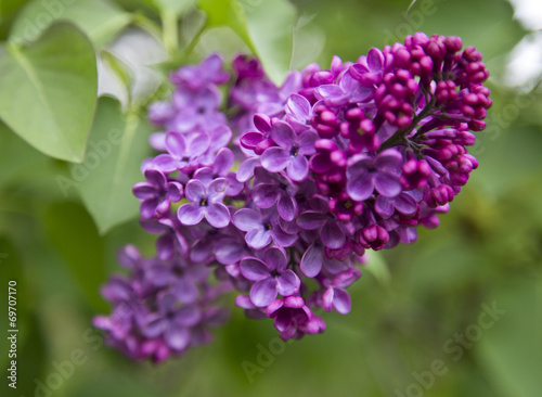 Lilac blooms. A beautiful bunch of lilac closeup. Lilac Flowering. Lilac Bush Bloom. Lilac flowers in the garden. 