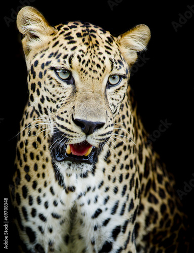 Leopard portrait