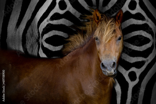 Fotografiet horse