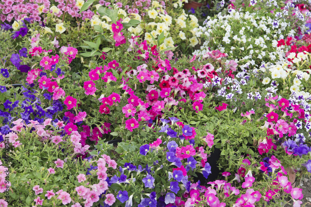 Petunia flowers