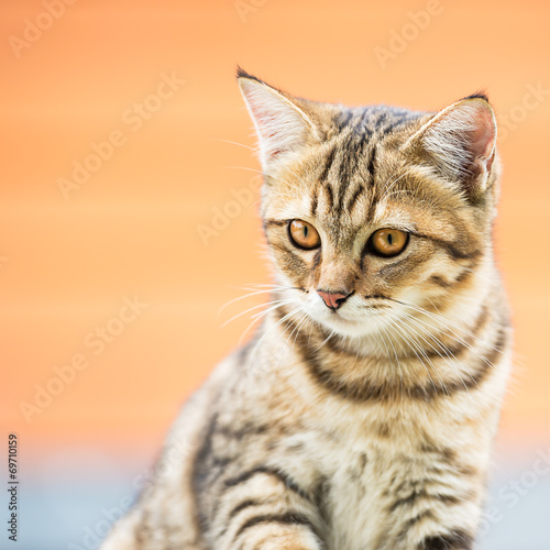 Fototapeta Naklejka Na Ścianę i Meble -  Asian brown cat
