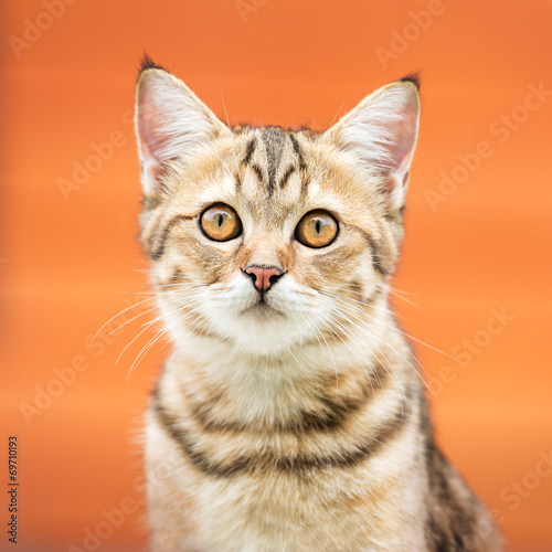 Fototapeta Naklejka Na Ścianę i Meble -  Asian brown cat