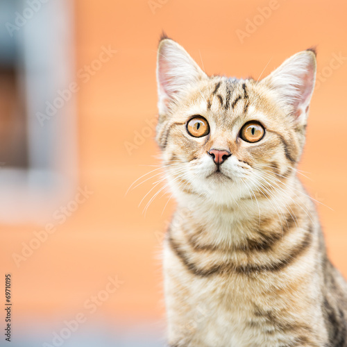 Asian brown cat © fotoslaz