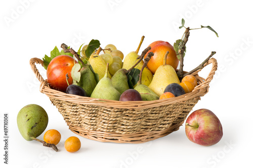 Fototapeta Naklejka Na Ścianę i Meble -  Cueillette de fruits