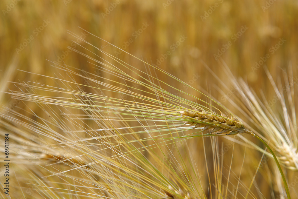 Ears wheat in a field as a background. Ears wheat in a field as a background.