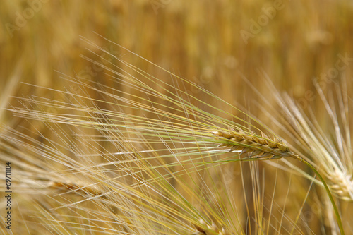Ears wheat in a field as a background.