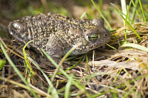 Natterjack Toad Laying Low in Grass