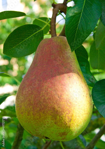 Pear fruit on the tree in the fruit garden.  