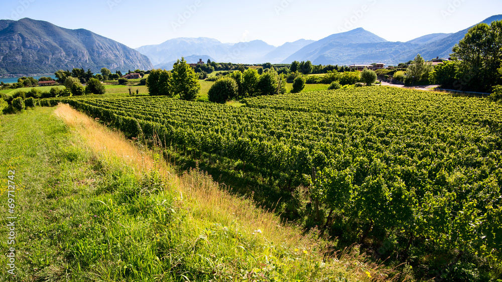 Obraz premium vineyard at d'Iseo lake