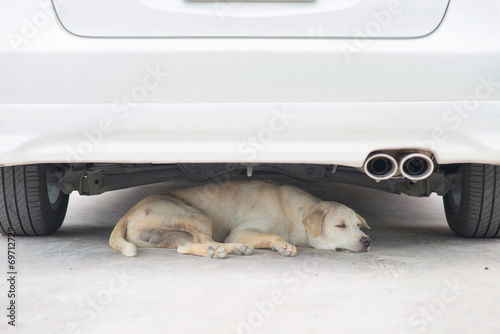 A dog resting under the car