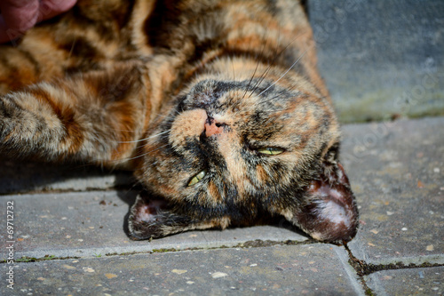 Tortoiseshell cat being stroked