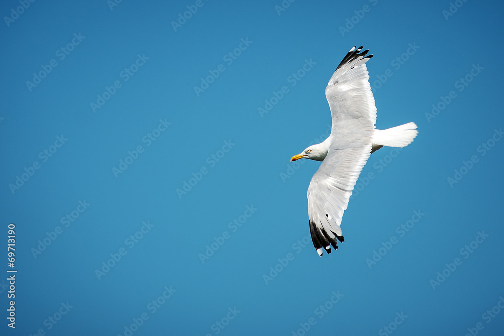 Obraz premium Seagull flying over blue sky isolated.