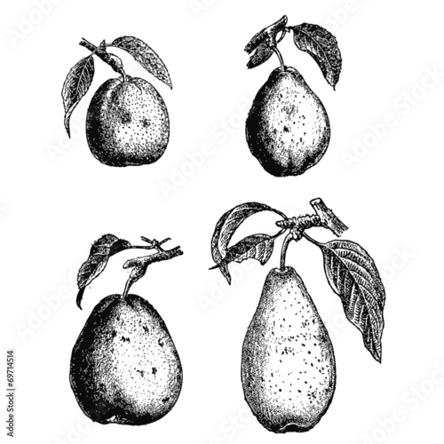 Poires