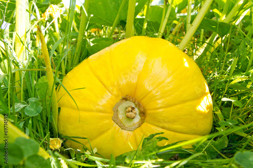 Gelber Kürbis im Garten photo