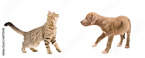 Meeting cat and puppy © sonsedskaya