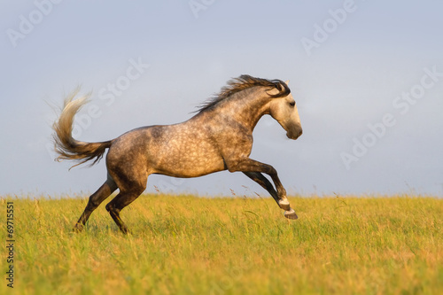 Beautiful grey horse running on the meadow