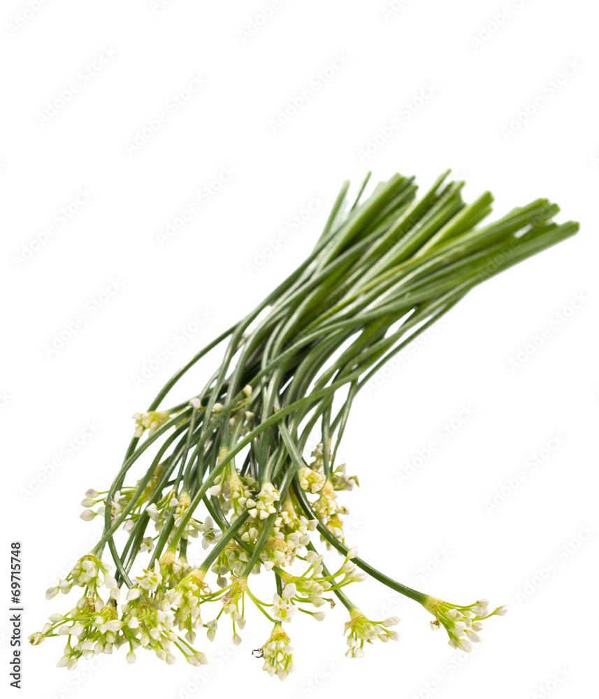 Obraz premium Garlic chives