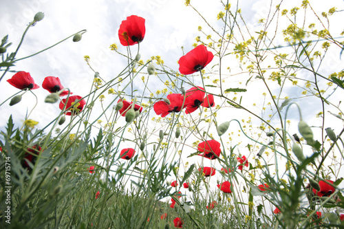 Fototapeta Naklejka Na Ścianę i Meble -  poppy field