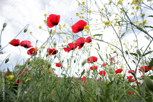 Fototapeta Naklejka Na Ścianę i Meble -  poppy field