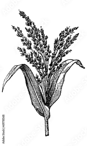 Graines de Millet