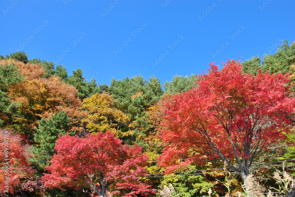 紅葉と空