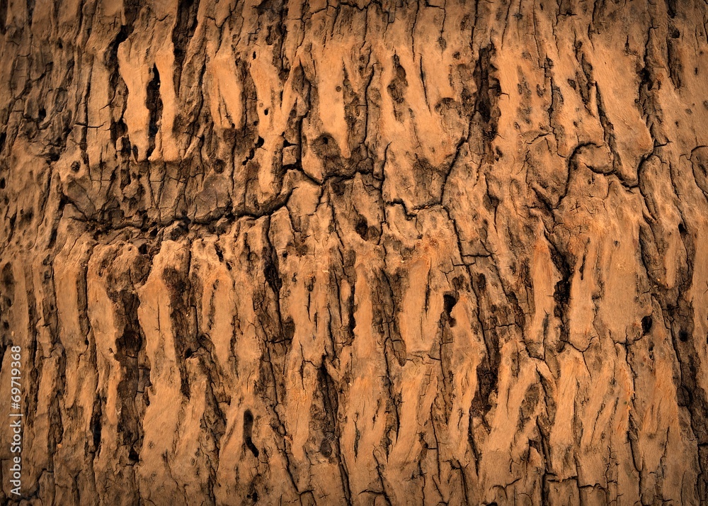 Naklejka premium Tree bark texture