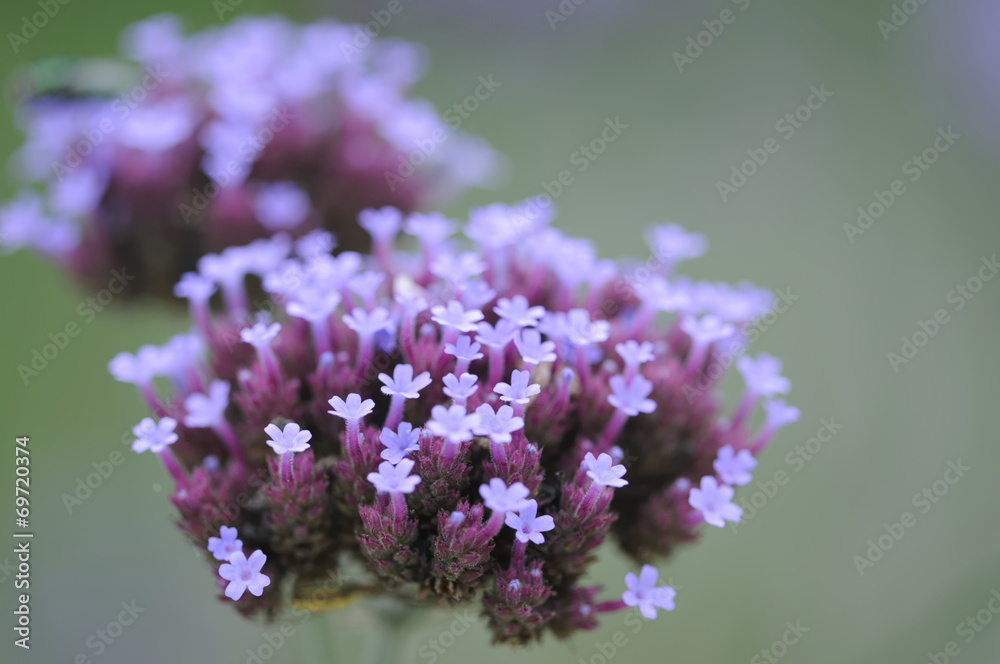 blüte 56 blüte 56