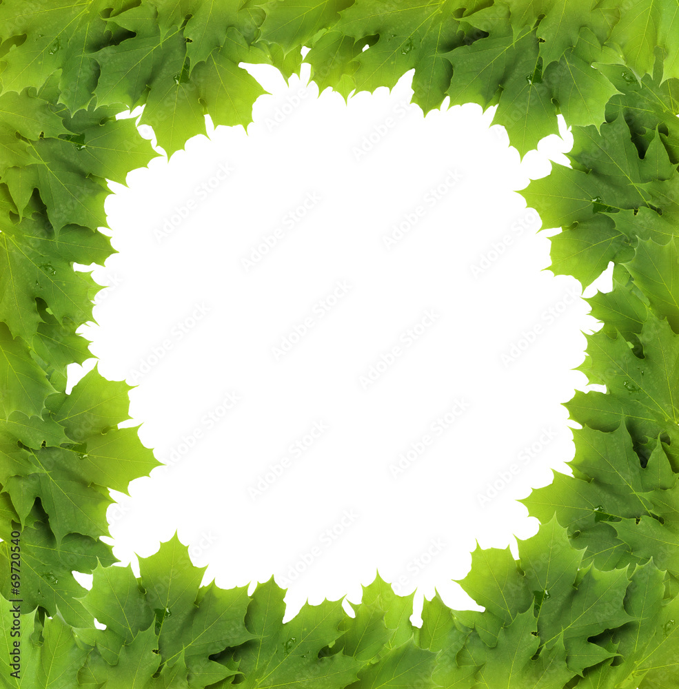 Branch with green leaves isolated on white background Branch with green leaves isolated on white background