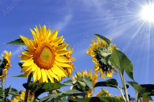 Fototapeta Naklejka Na Ścianę i Meble -  sonnenblume
