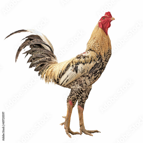 Hen Isolated On White