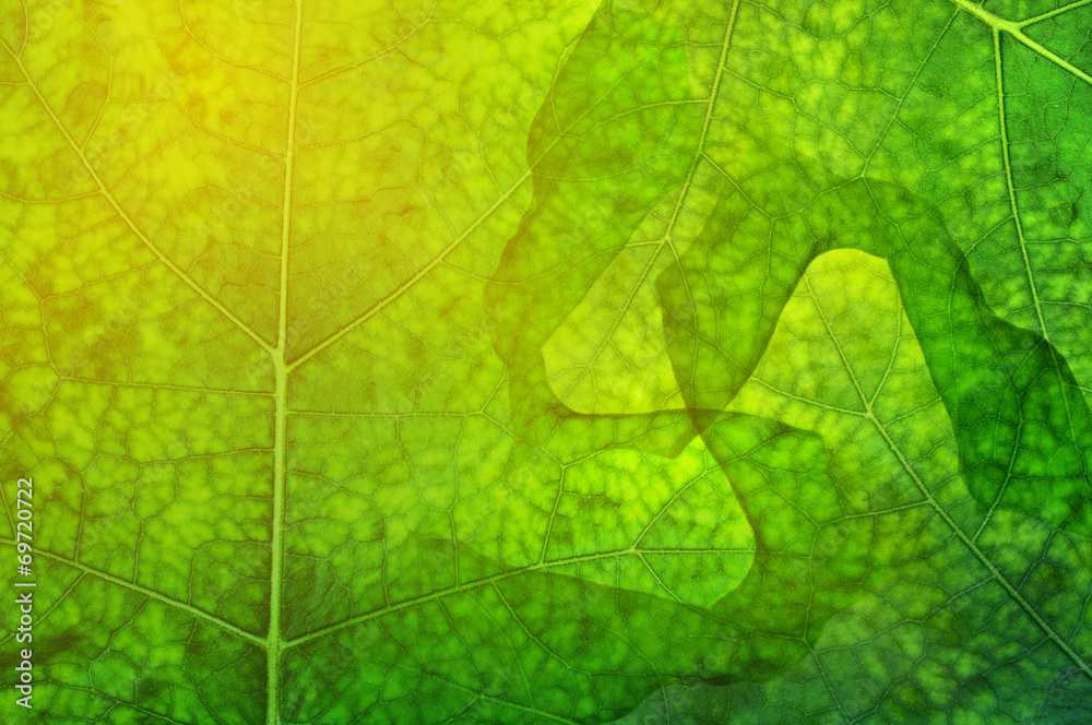 Obraz premium pattern of green leaf background