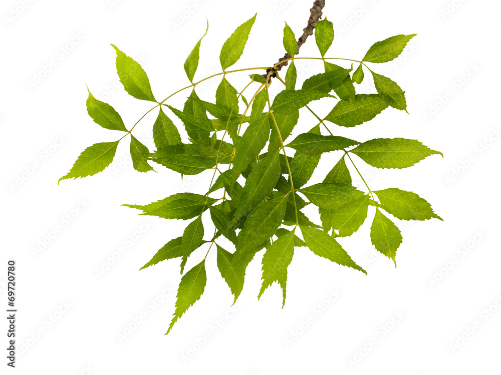 Obraz premium Branch with green leaves isolated on white background