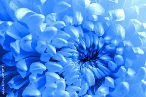 Fototapeta Naklejka Na Ścianę i Meble -  Beautiful blue flower background