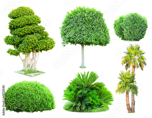 Tablou canvas Collage green trees and bushes isolated on white