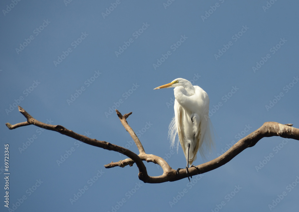 Great egret in the Florida Everglades Great egret in the Florida Everglades