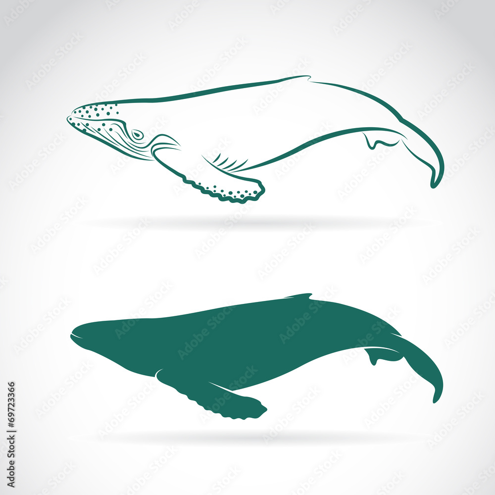 Fototapeta premium Vector image of whale on white background