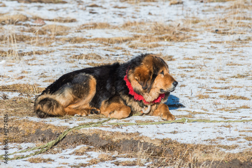 Famous Tibetan mastiff is guarding the entry to the camp