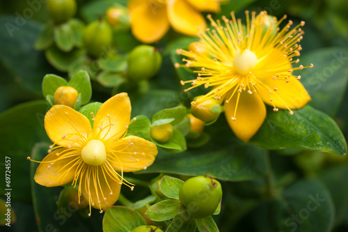 Canvas Print St. John's Wort