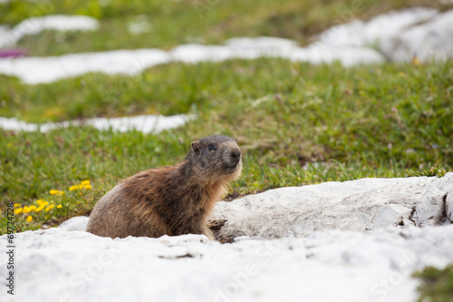 Marmot