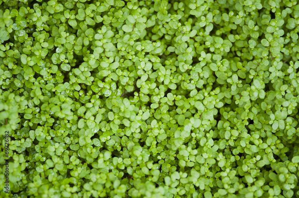 Grass Background Grass Background