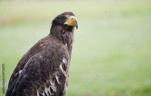 Sea Eagle