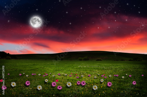 Flower field in the night.