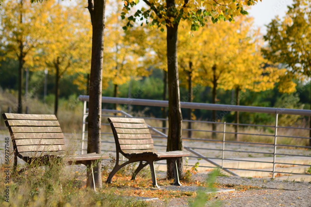 Two wooden benches near the yellowed autumn poplars