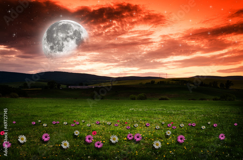 Flower field in the night.