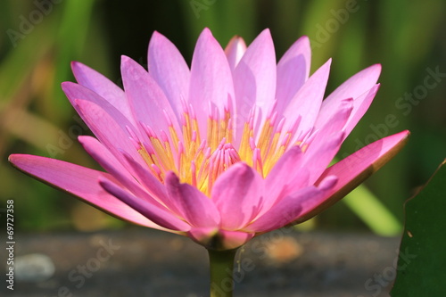 Water Lily flower