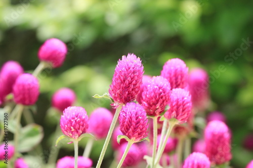 Globeamaranth flowers