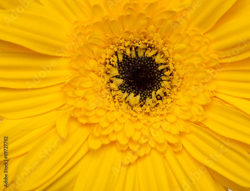 Gerbera