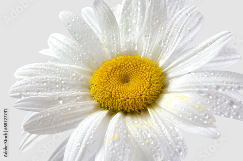 The chamomile flower with drops of dew on a white background