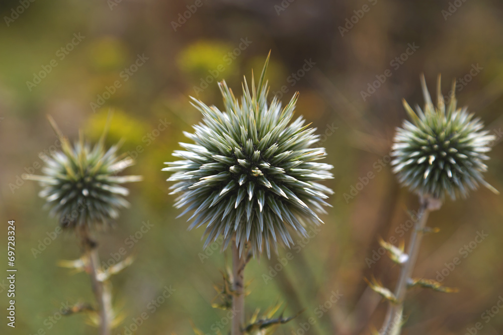 Green thistle close up